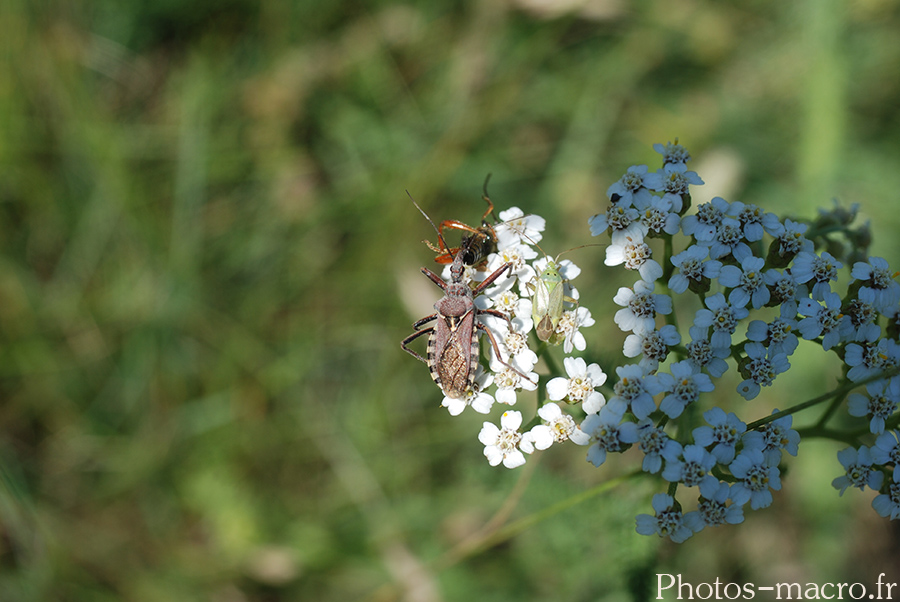 Rhinocoris erythropus